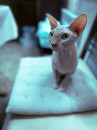 Close-up of cat lying on bed