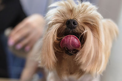 Yorkshire terrier dog gets nail cut hair grooming at salon and pet spa