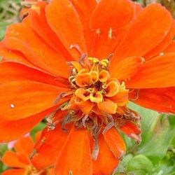 Close-up of red flower