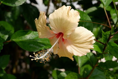 Close-up of hibiscus on plant