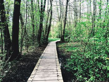 Footpath leading to forest