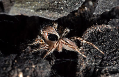 Close-up of spider