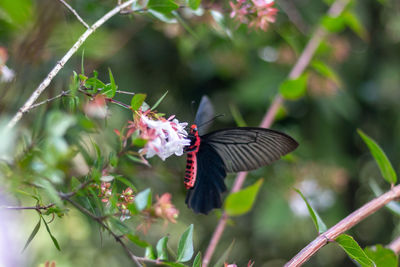 Close-up of butterfly pollinating on flower