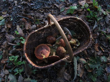 High angle view of mushrooms on field