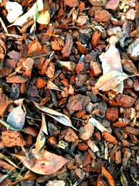 High angle view of fallen leaves on field