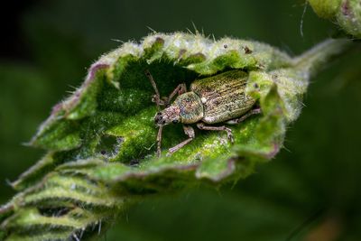 Close-up of insect on plant