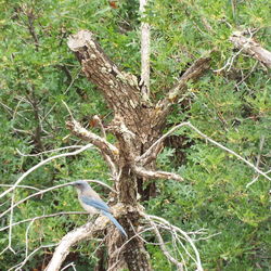 Trees in the forest