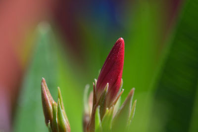 Close-up of red flower