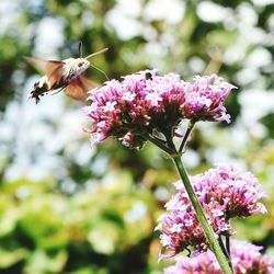 Close-up of bee pollinating on pink flower