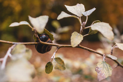 Close-up of insect on plant