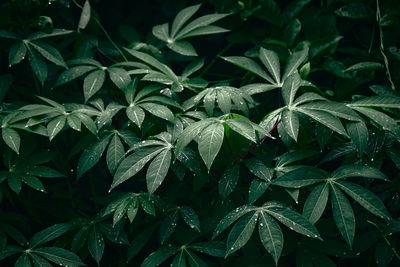 Full frame shot of wet leaves