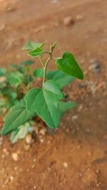 Close-up of plant