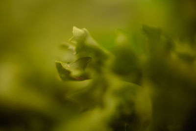 Close-up of flowering plant