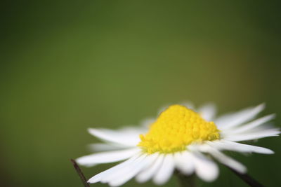 Close-up of yellow flower