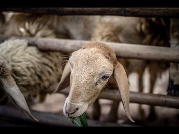 Close-up of sheep behind fence