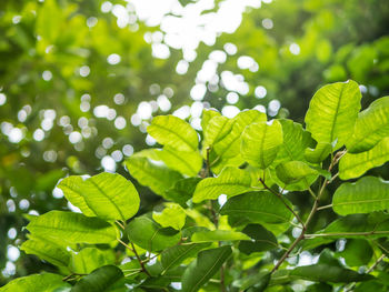 Low angle view of tree