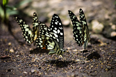 Butterflies on dirt
