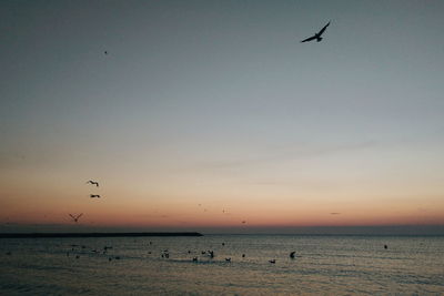 Birds flying over sea against sky during sunset