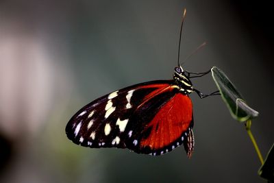 Close-up of butterfly on leaf