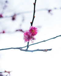 Low angle view of cherry blossom