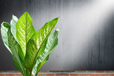 Close-up of green leaves on table against wall