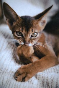 Close-up portrait of a cat