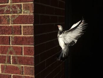 Bird perching on wall