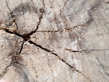 Full frame shot of tree stump