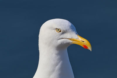 Close-up of seagull against clear sky