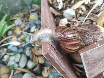 Close-up of snail