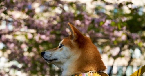 Close-up of dog