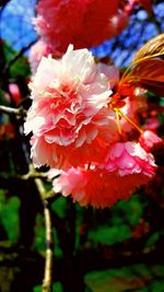 Close-up of red flowers