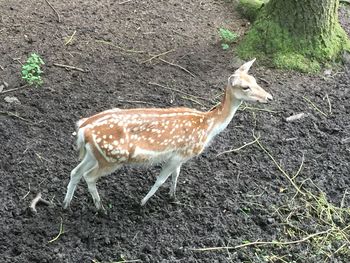 Close-up of giraffe standing on field