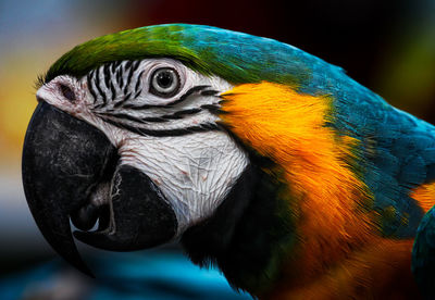 Close-up of parrot