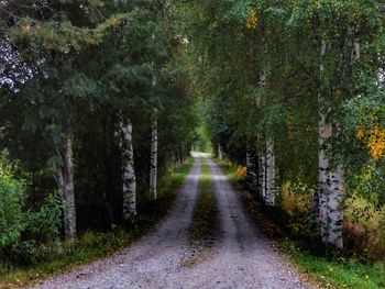 Road amidst trees in forest