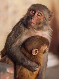 Close-up of monkey family