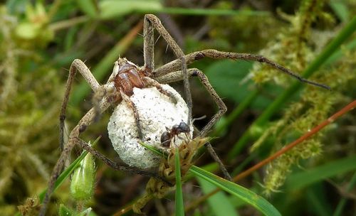 Close-up of insect on plant