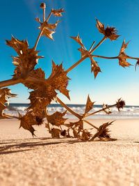Close-up of dry leaves on beach against sky