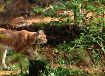 View of a sheep in a field