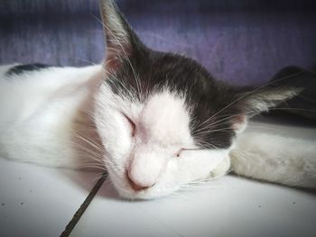 Close-up of a cat sleeping