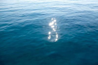 High angle view of jellyfish swimming in sea