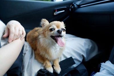 Dog lying in car