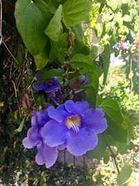 Close-up of purple flowers