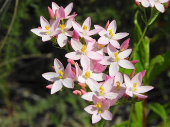 Close-up of flowers blooming outdoors