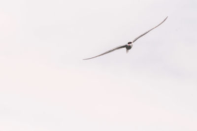 Low angle view of bird flying in sky