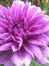 Close-up of wet pink flower