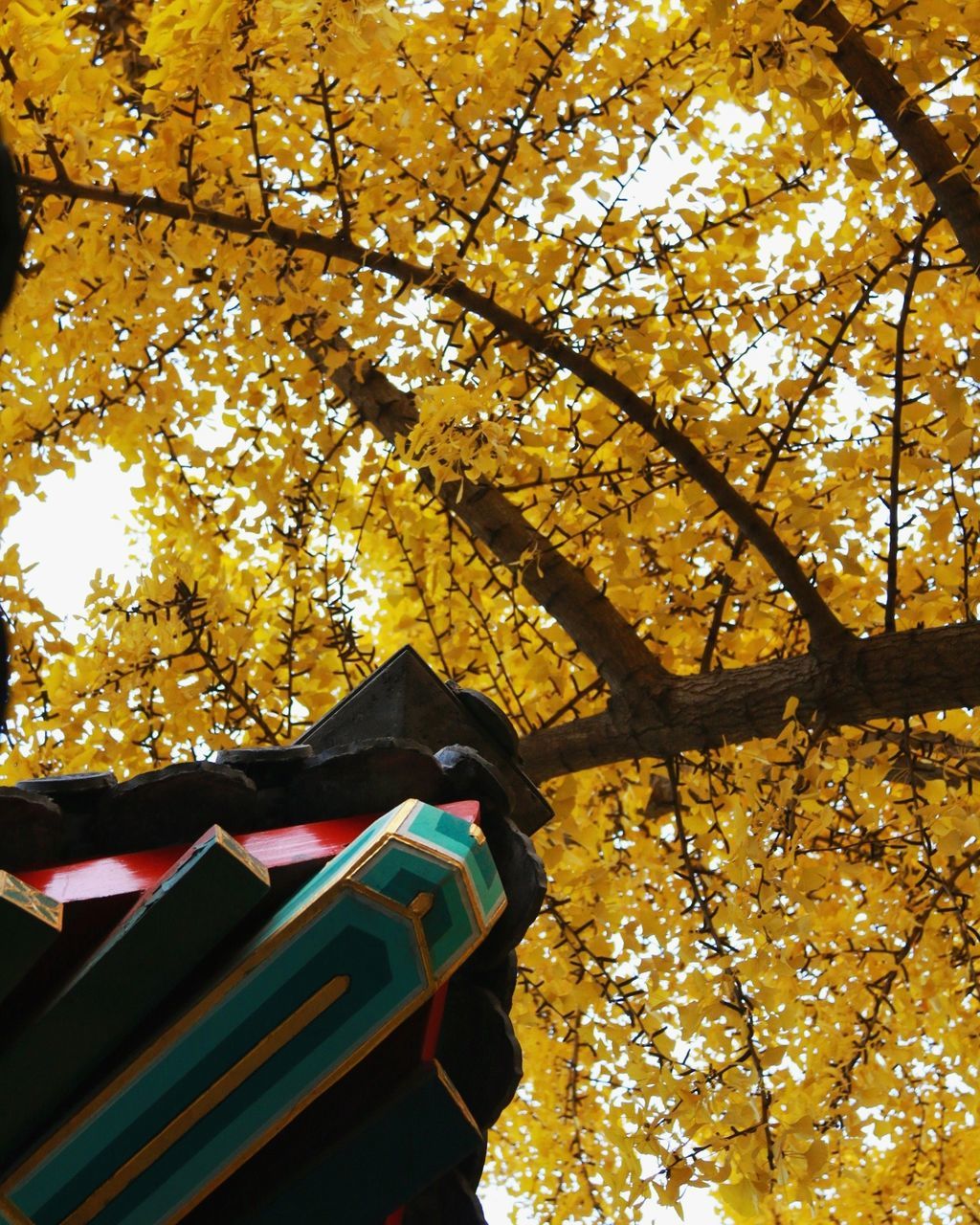 LOW ANGLE VIEW OF TREES AGAINST SKY