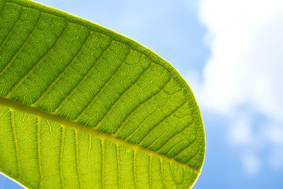Close-up of fresh green leaf against sky
