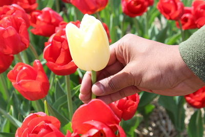 Close-up of hand holding tulip flower