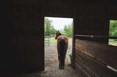 Rear view of horse standing at entrance of barn